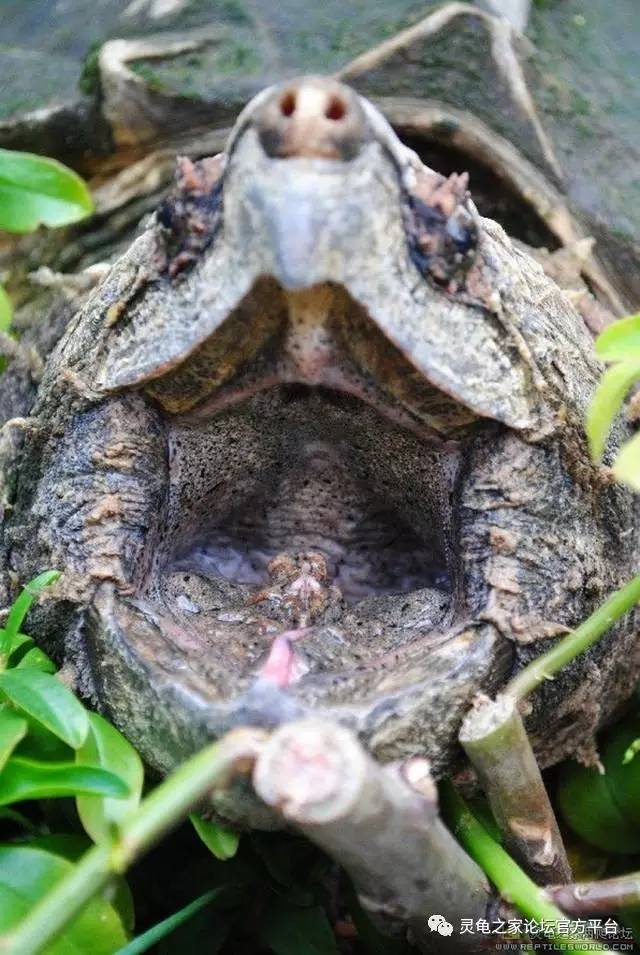 鳄龟养大了怎么办