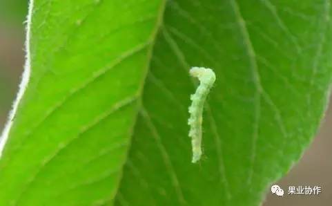 【虫害】苹果卷叶蛾的发生与危害,及其防治方法