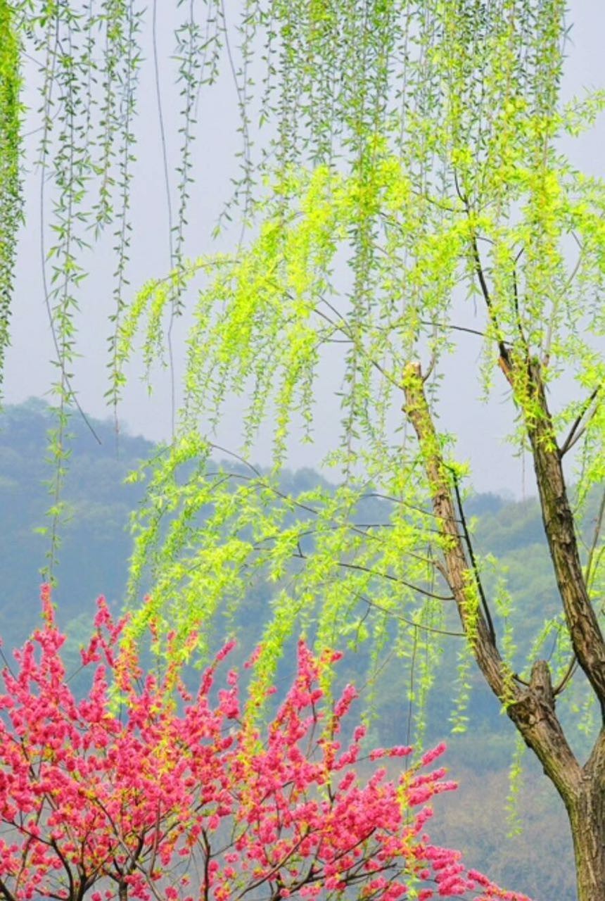 春天是万物复苏的季节,是温暖的开始,春天我爱你! @红丽