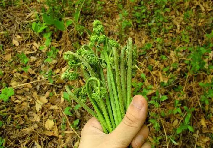 这些东西只有在黑龙江才能吃到!看完已馋到不行.