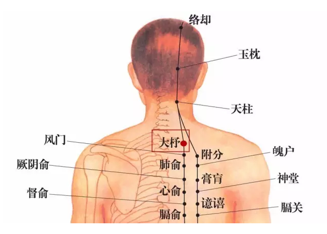 采用前倾坐位或俯伏位,在第一胸椎棘突下,督脉旁开3寸处,当肩胛骨脊柱