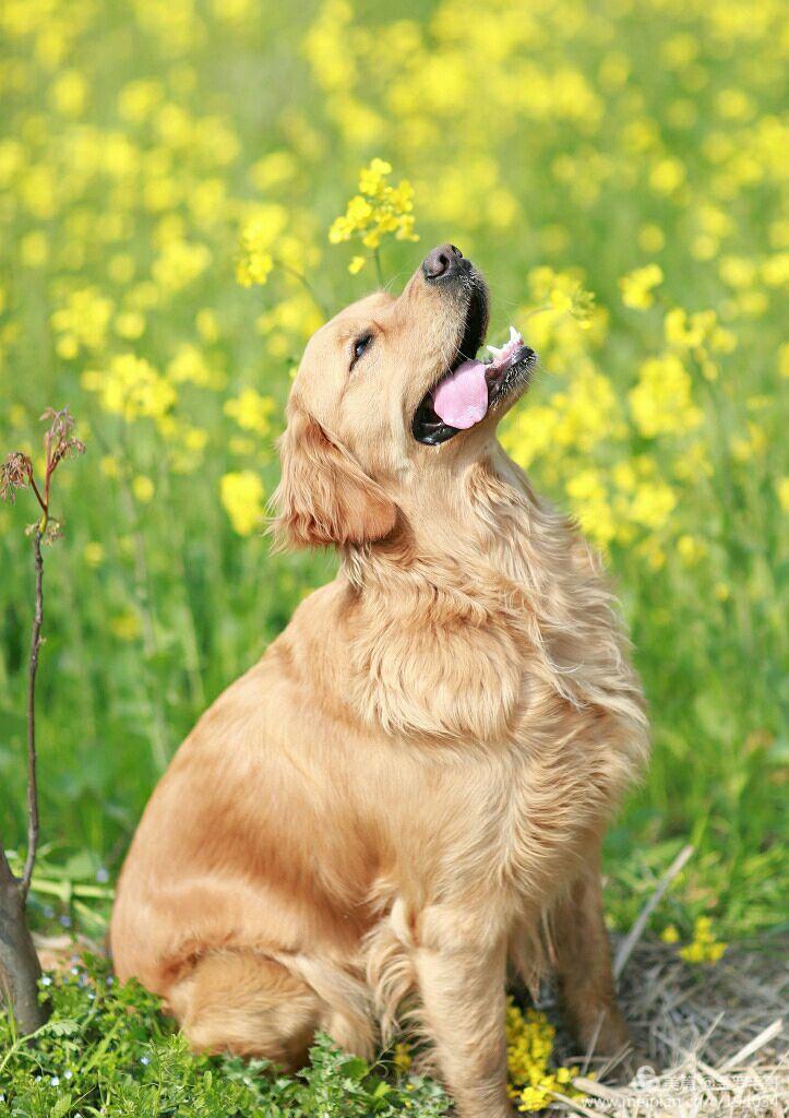 【乐游】罗店罗溪村300亩油菜花田中的金毛犬"豆豆"