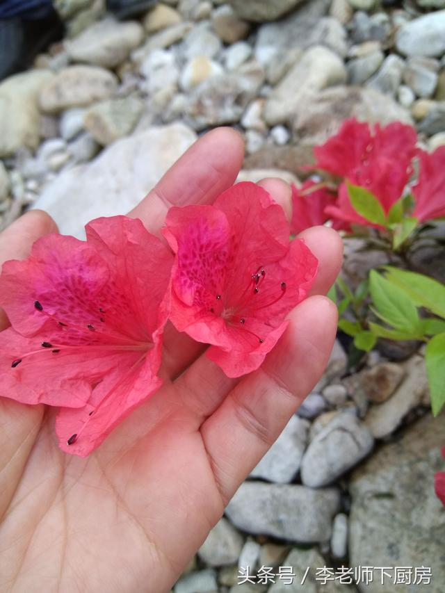 漫山遍野映山红,你小时候吃过吗?酸酸的可好吃了