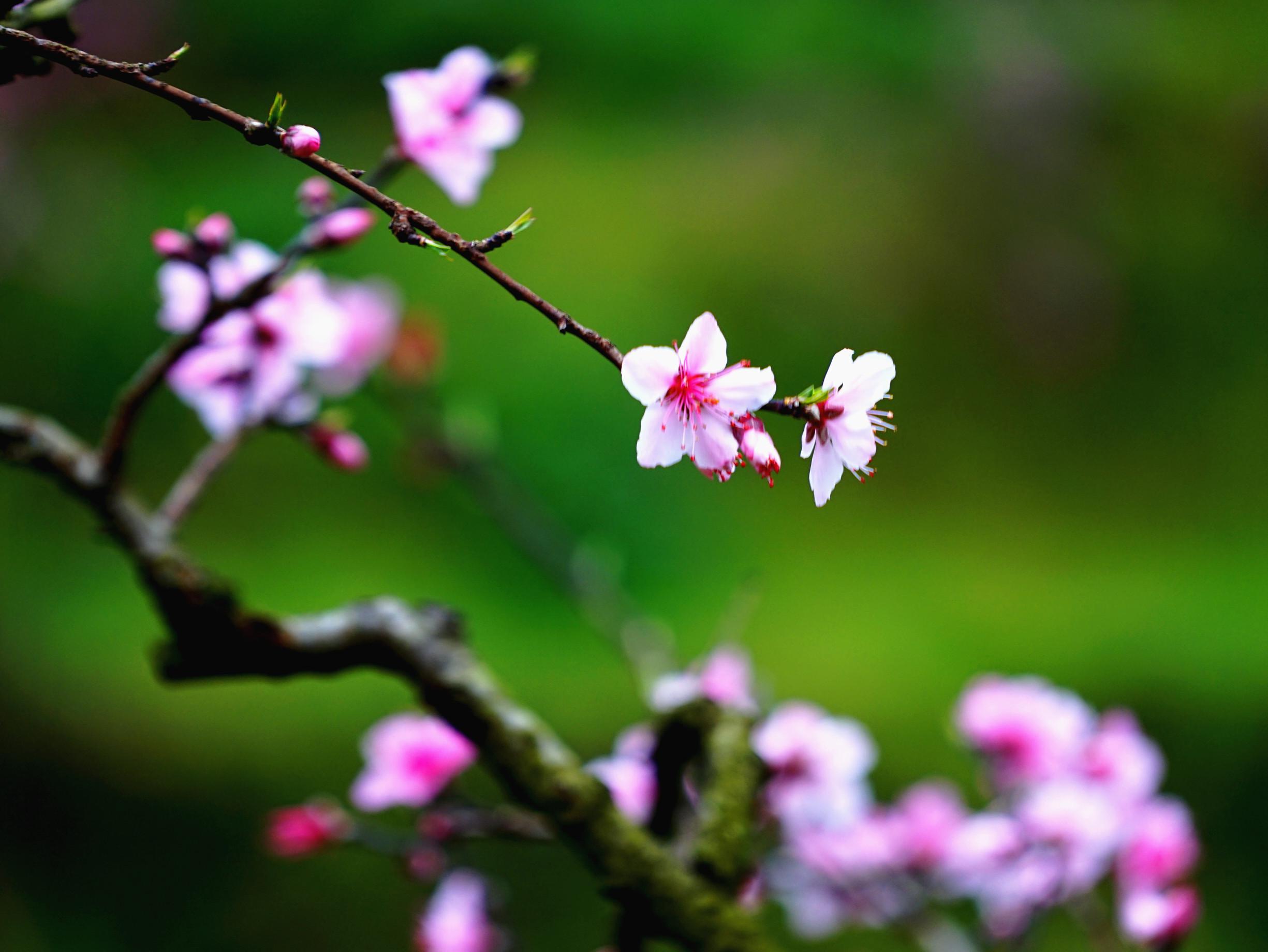 刀画《田园人家》，满树桃花让人感受到了初春的气息，来看画法吧_凤凰网视频_凤凰网