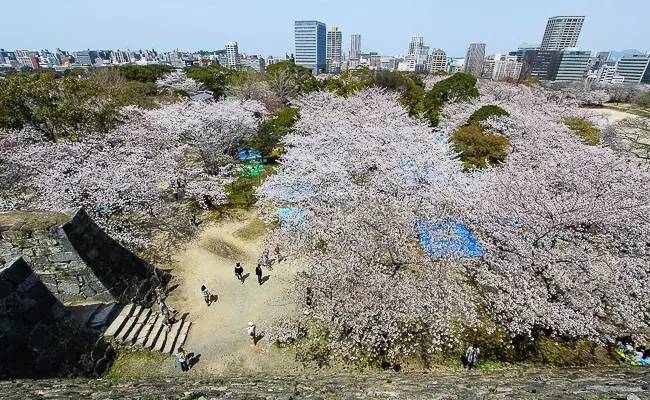 4月5日更新,2017日本气象协会樱花花期预报