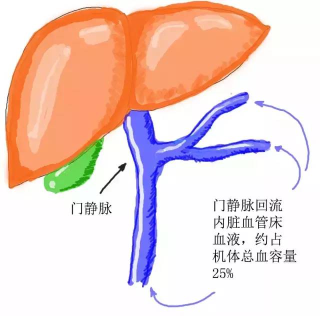 专业| 为什么在休克时,选择去甲肾上腺素,而不是去氧肾上腺素?