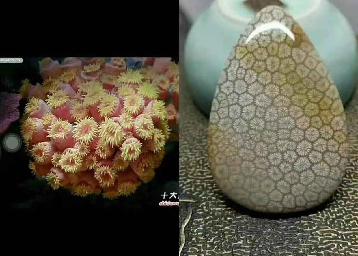 珊瑚与珊瑚玉对比图欣赏!