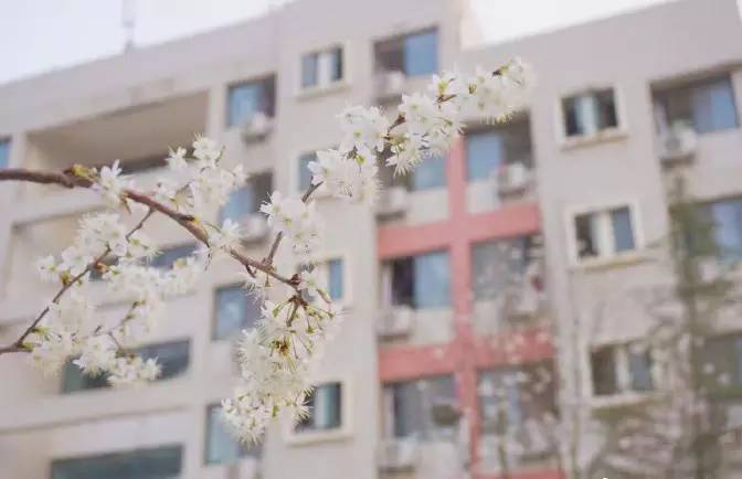 湖北经济学院 樱花 有时候很羡慕湖经,在早晨,迎接他们的是似雪的