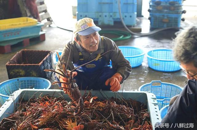 日本大龙虾"伊势海老:长寿的顶级珍品经典吃法