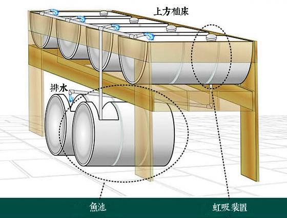 从鱼池抽上来的水分别流入四个植床内,经过硝化吸收后,再经虹吸装置