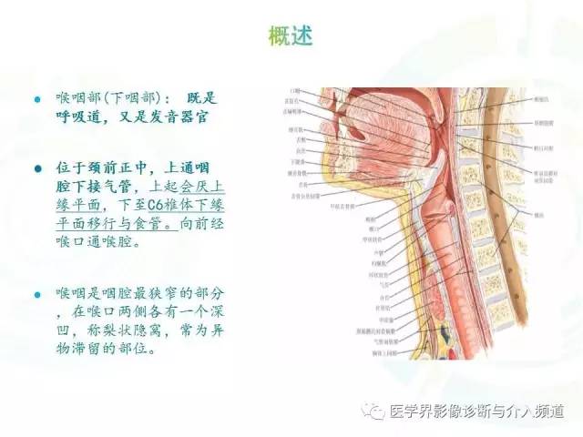 咽喉解剖人手一份