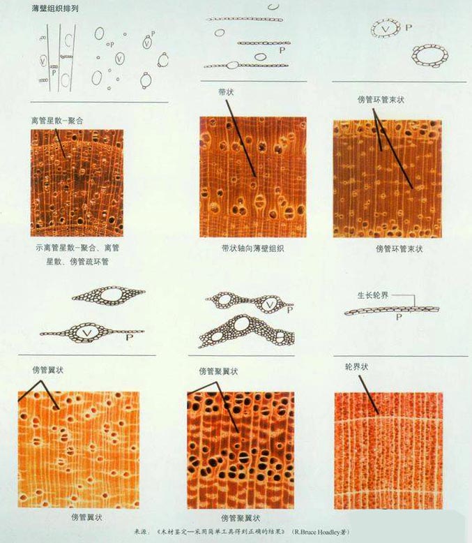 知识百科 木材三个切面的特点及管孔的分类