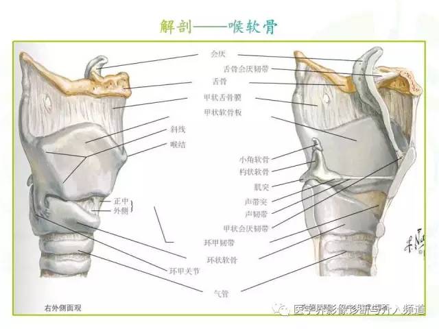 咽喉解剖人手一份