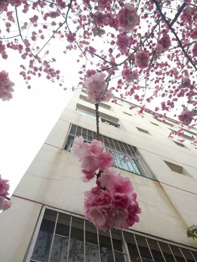 繁花似锦 落英缤纷 云南中医学院 灼灼花火 撩我心弦 玉溪师范学院 愿