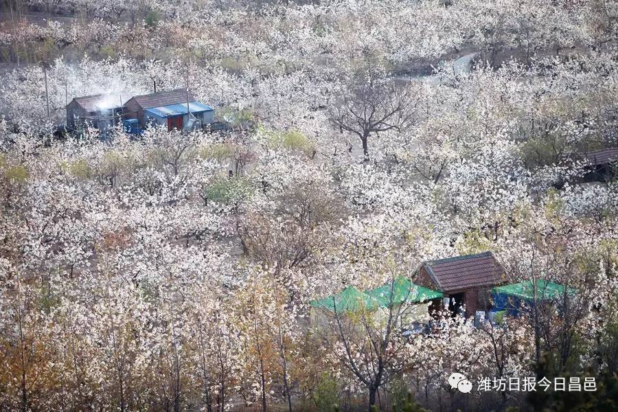 聚焦‖"梨花小镇"为什么这么火!第八届山阳梨花节将于