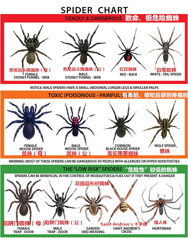 除了白尾蜘蛛,澳洲还生活着多种 有毒甚至剧毒的蜘蛛