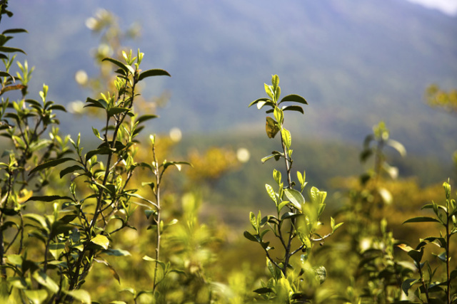 于是,也告诉了人们一个事实:今天的茶叶,都是从原始的野生茶树培育