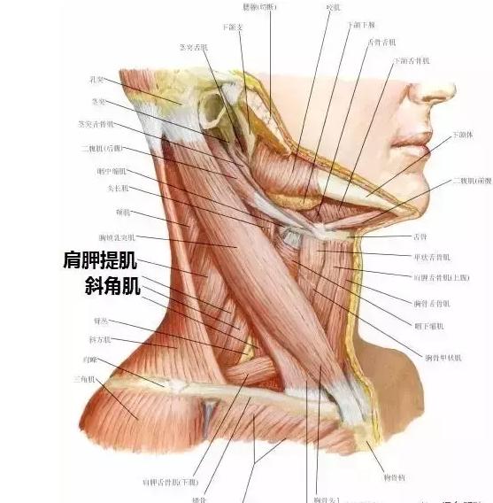 颈两侧主要需要按摩的是斜角肌和肩胛提肌,请看图: 按照图示位置按摩