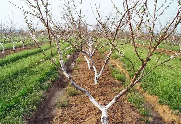 桃树如何修剪整形及流胶病等病害防治达到高产