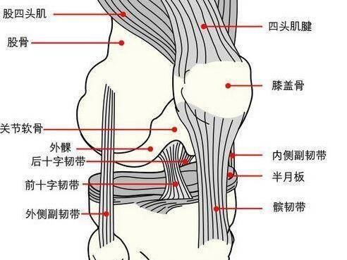 膝关节的解剖结构比较复杂——