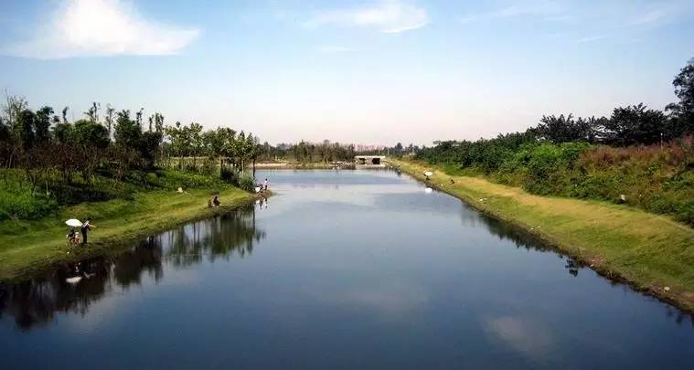 茉莉花开 地址:邛崃市临济镇郑航村,包塘村,范店村一带 双流湿地公园