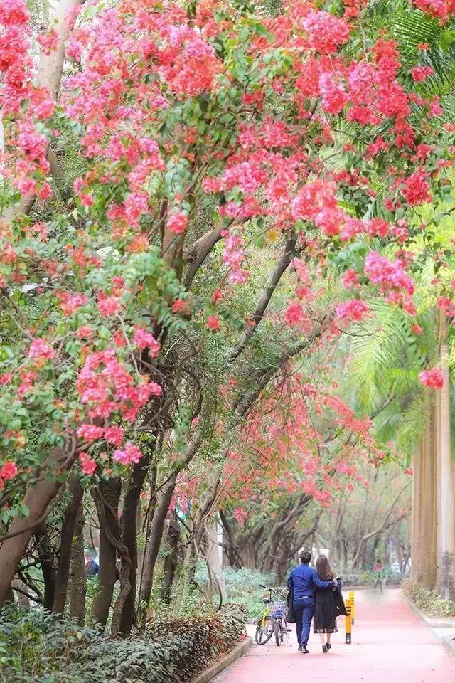 细节下的杜鹃花,       勒杜鹃:   学名三角梅,别名:九重葛,三叶