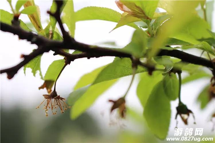 巴中花从人口_巴中南江山上的花图片