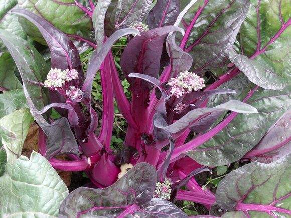 紫菜苔不畏严寒,小时候地里种的紫菜苔,下雪了,依然在开花生长.