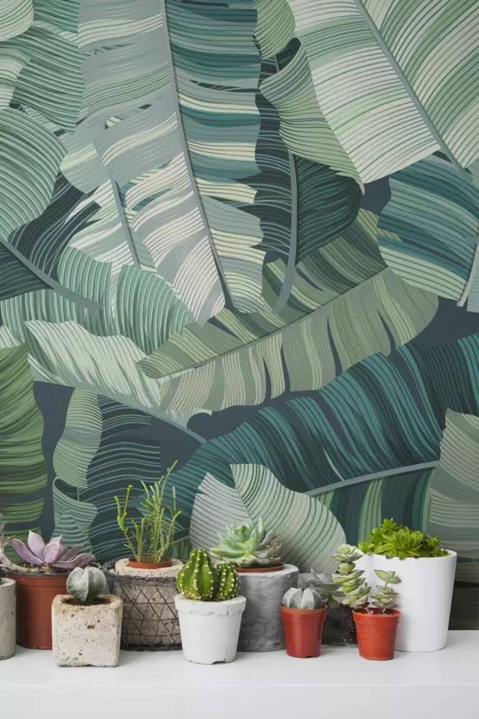 热带壁纸 南美风的热带雨林壁纸 捕捉了夏日的氛围