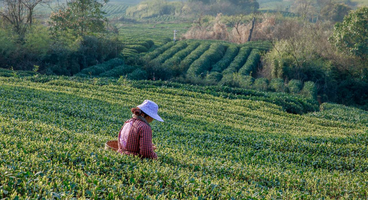 茶事|详细介绍龙井茶的三大产区图片