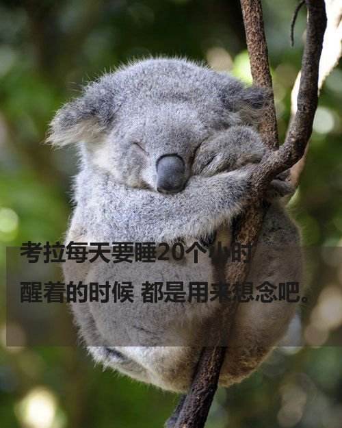 一个关于考拉的奇妙之旅