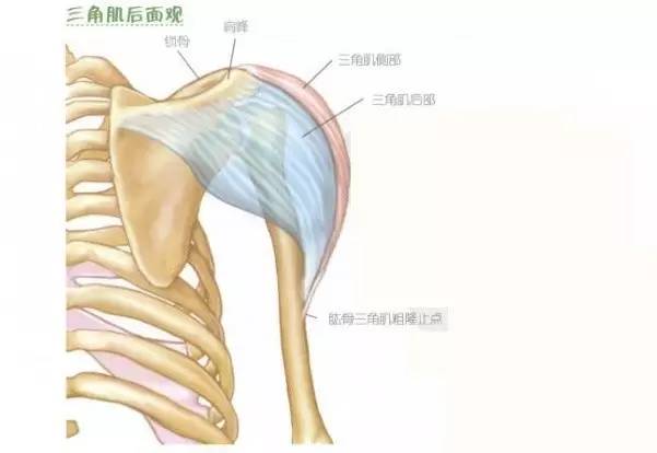 如肩关节向下脱位或三角肌瘫痪萎缩,则可形成"方形肩"