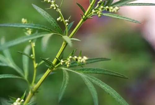 补气活血,养心助眠,驱寒气!它是女人的守护神!