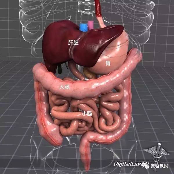 生命|人竟然用化学武器消化食物?