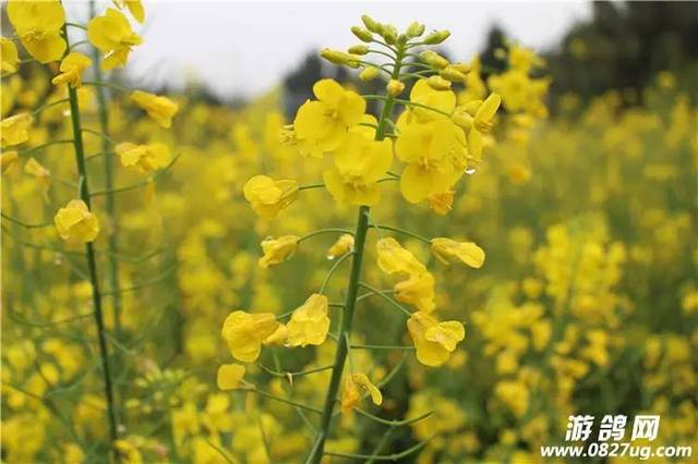 巴中花从人口_巴中南江山上的花图片