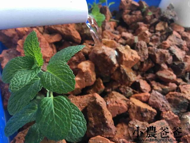 家庭鱼菜共生系统种植养殖过程