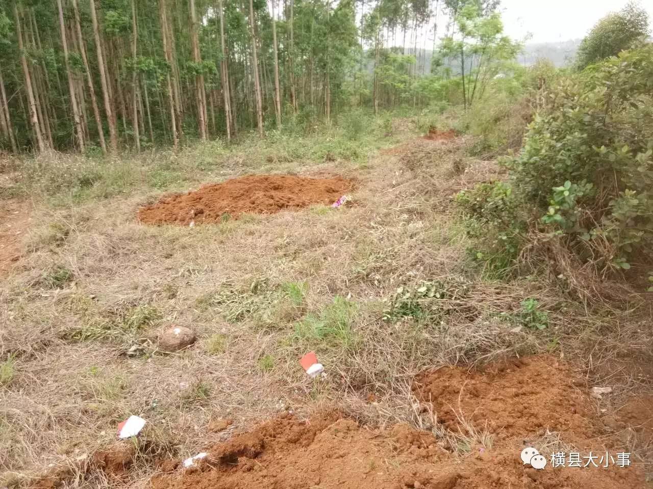 横县人:谁葬有祖坟在马岭山东面,请来看