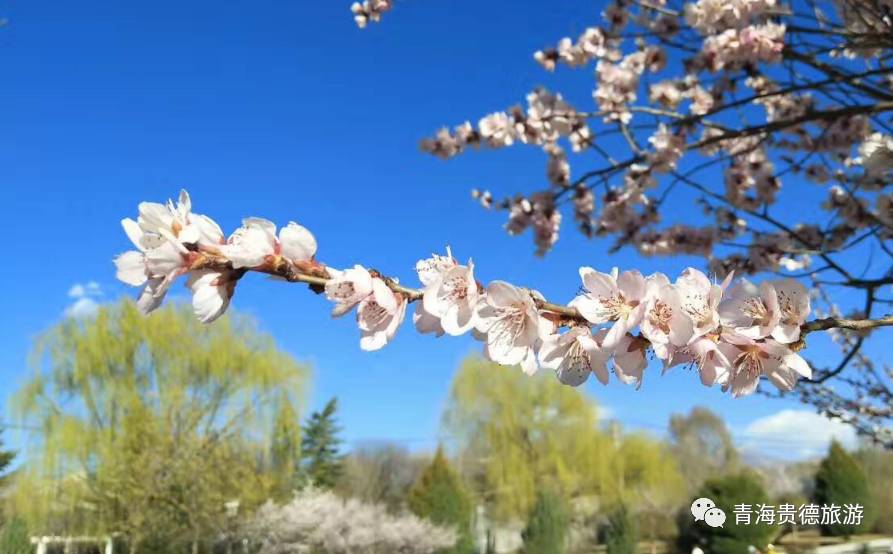 贵德梨花节旅游小贴士