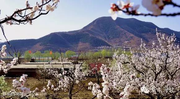 进入4月,唐山遵化娘娘庄乡万亩遍布山间田野的杏花,梨花,桃花等春花