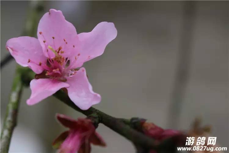 巴中花从人口_巴中南江山上的花图片(2)