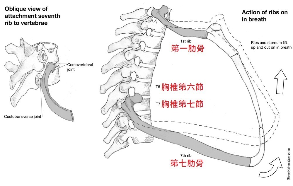 「肩关节-7」胸椎的影响