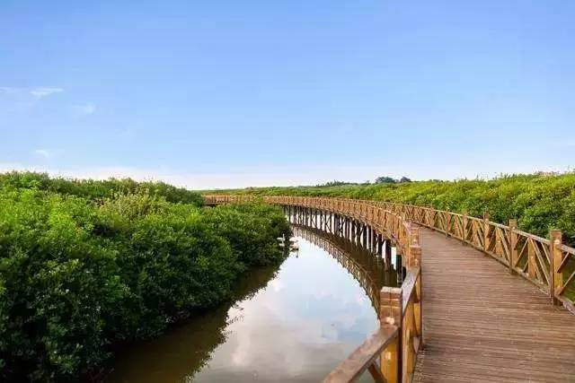 你可在红树林湿地公园的 跨海木栈道徒步,走在海面上,观赏一丛丛