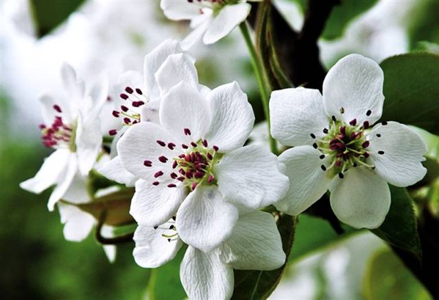 怎样分辨:桃花,杏花,李花,樱花,梨花.