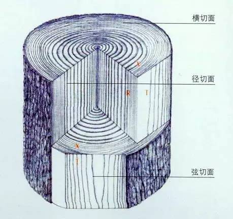 知识百科 木材三个切面的特点及管孔的分类