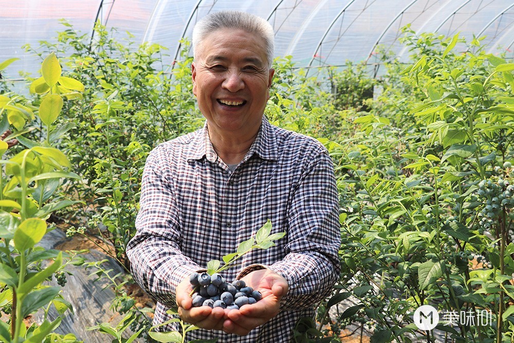 产地直发 尹老爹的有机蓝莓基地地处山东半岛的泊里镇.