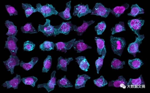 Nature:干细胞图片数据库深度学习预测细胞外