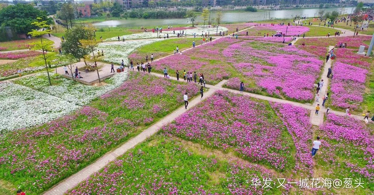 斗门又一处花海烂漫还是免费观赏美得不要不要的