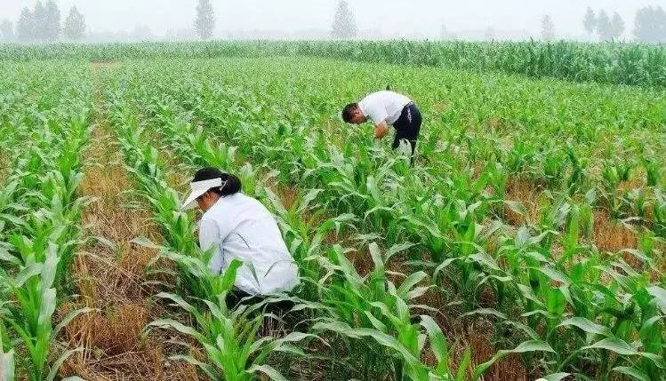 【田园之歌】 种玉米挖土豆 窑红薯 溯溪观瀑 惠州山顶村一日游