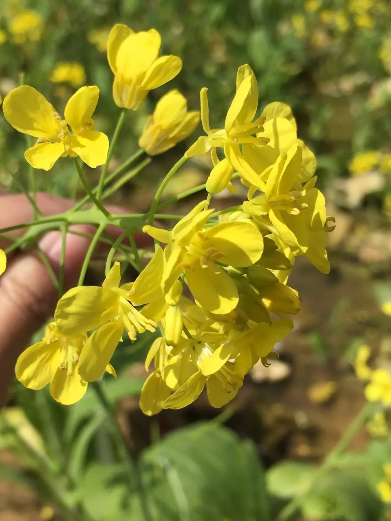 [i·宁德 阳春三月风光好,沂洋遍地菜花黄