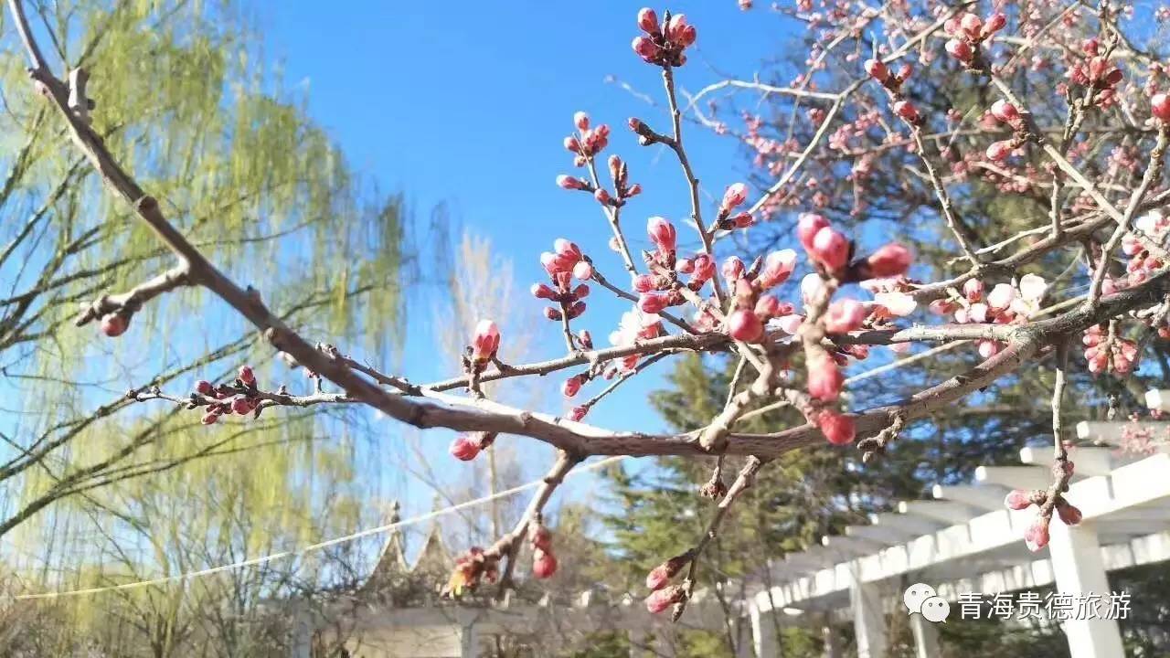 贵德梨花节旅游小贴士